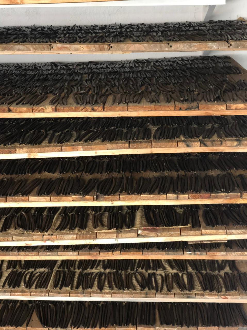 Vanilla Drying