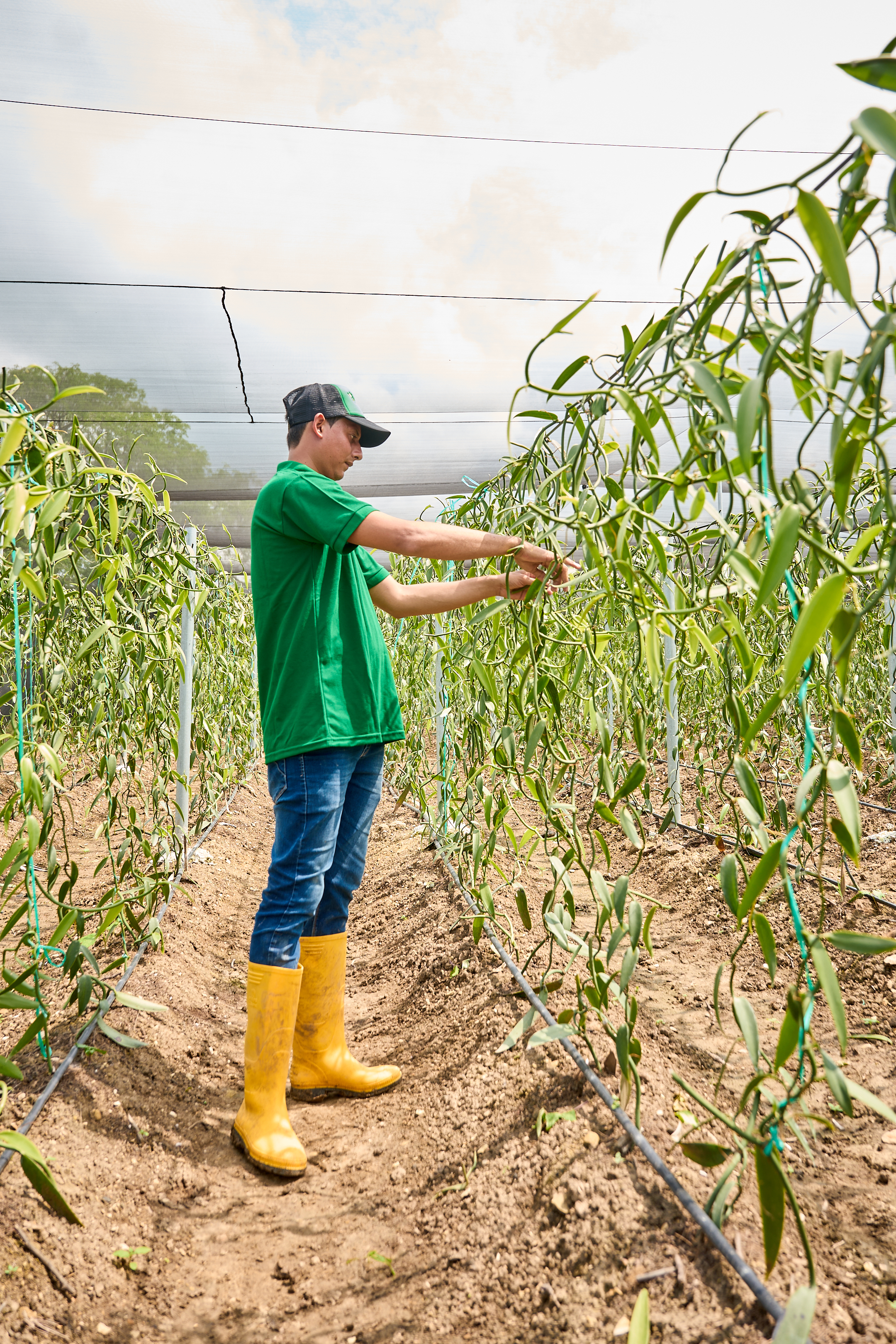 Workers in the farm